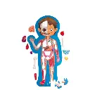 E1635-Puzzle-Cuerpo-Humano-1M-Hape-Canarias.webp