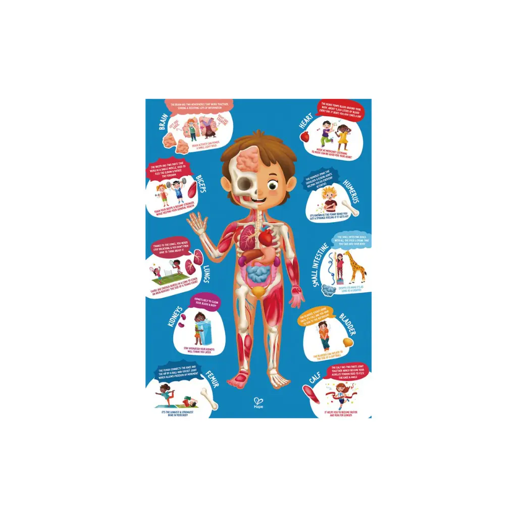 E1635-Poster-Puzzle-Cuerpo-Humano-1M-Hape-Canarias.webp