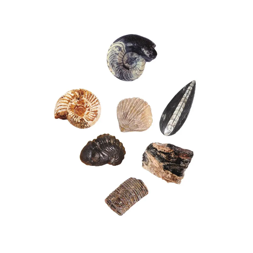 Fosiles-del-Set-excavacion-Fosiles-Moses-Jugueteria-Educativa-Canarias.webp